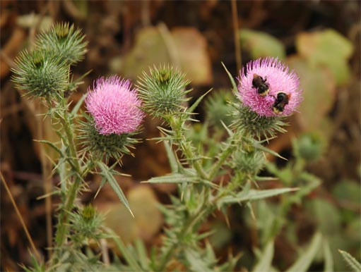 bee-flower