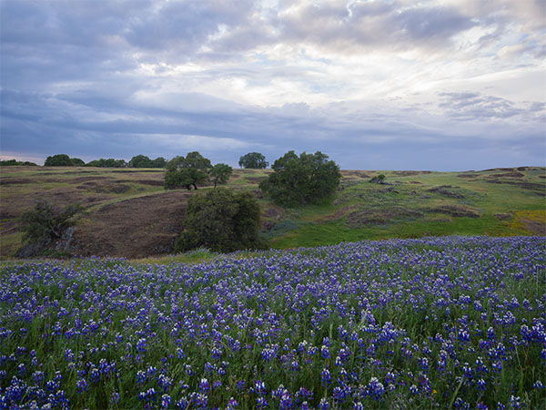 Wildflowers